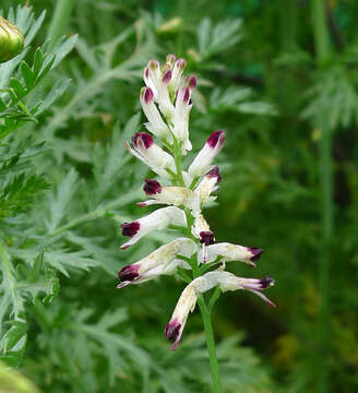 Image of Fumitory