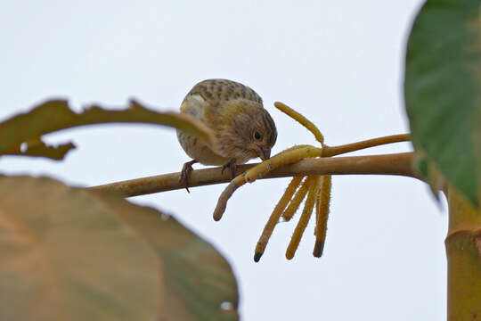 Image of Saffron Finch