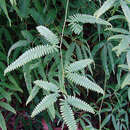 Image of Comb Forked Fern
