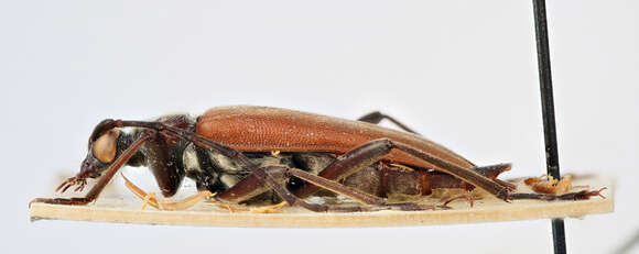 Image of Stictoleptura palmi (Demelt 1972)
