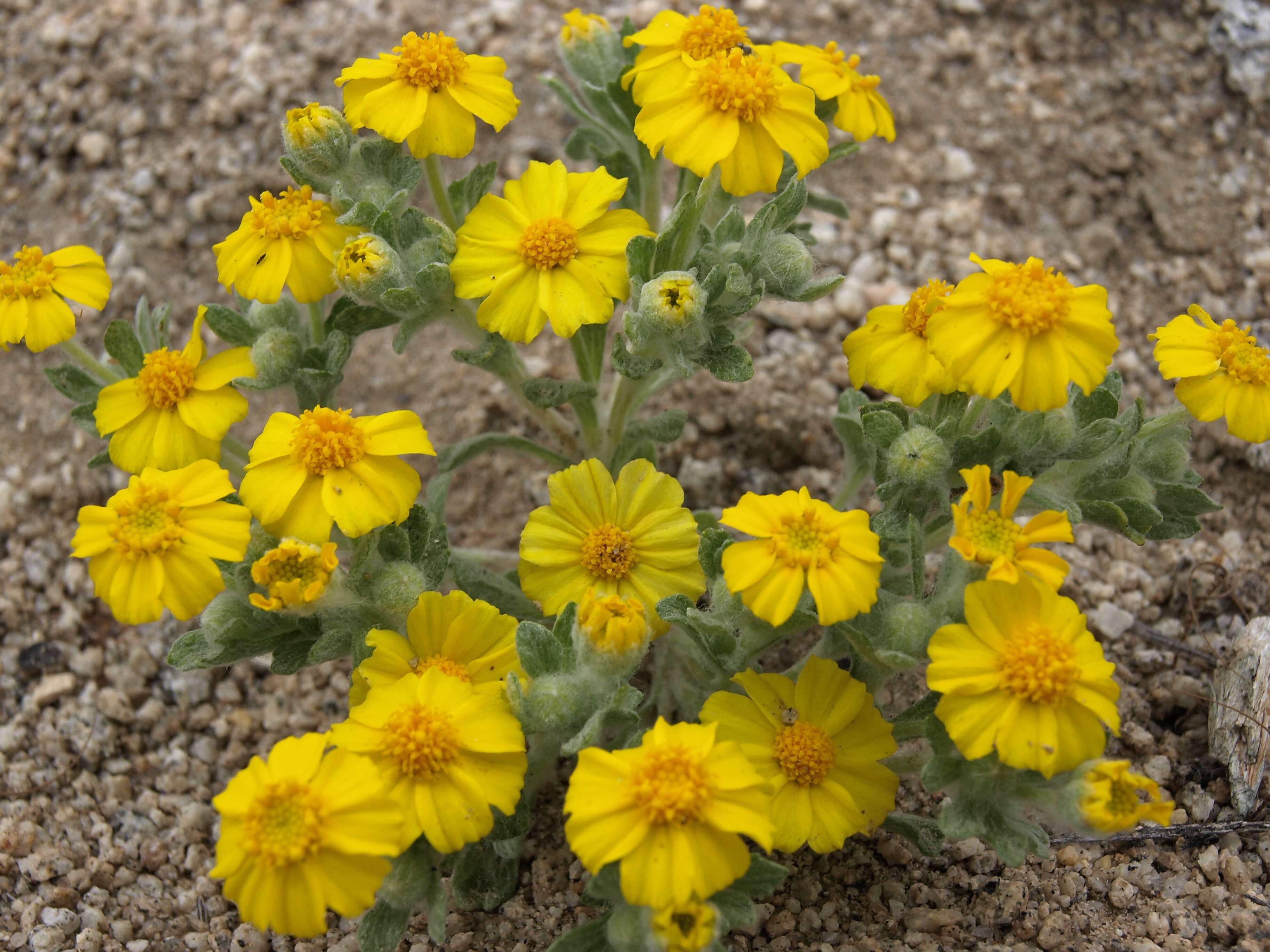Image of woolly sunflower