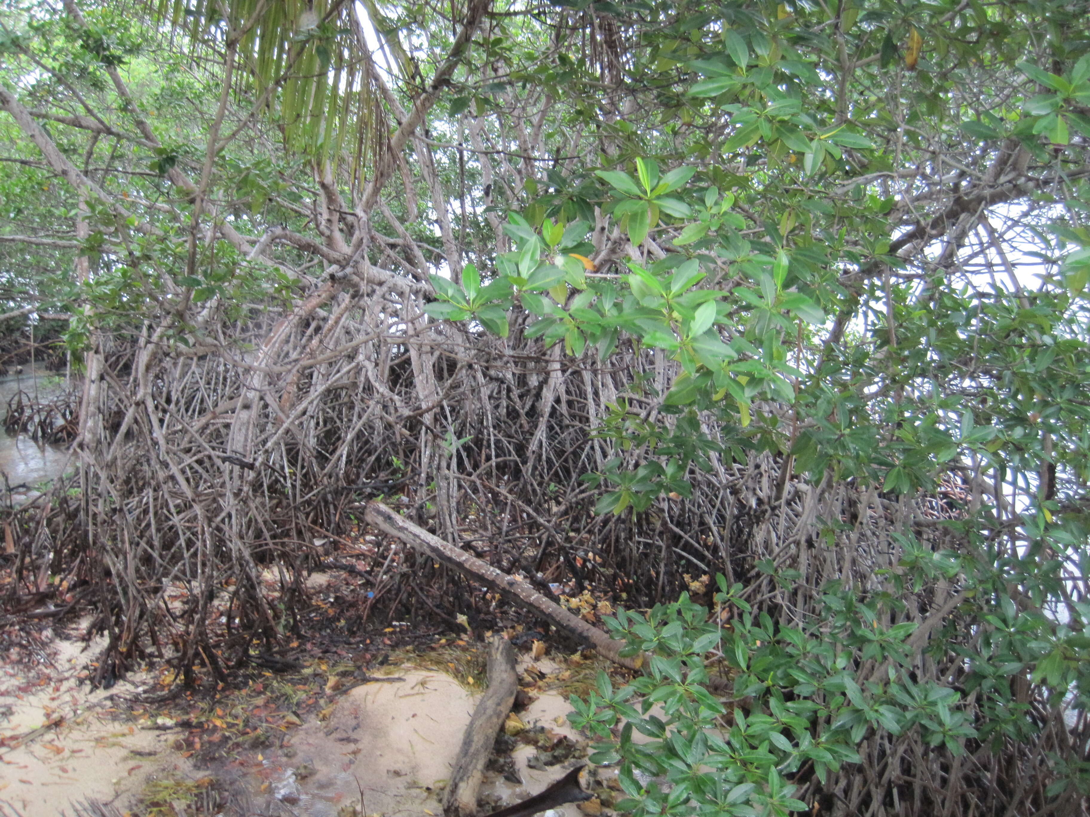 Image of mangrove