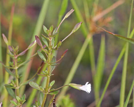 Mecardonia acuminata (Walt.) Small resmi