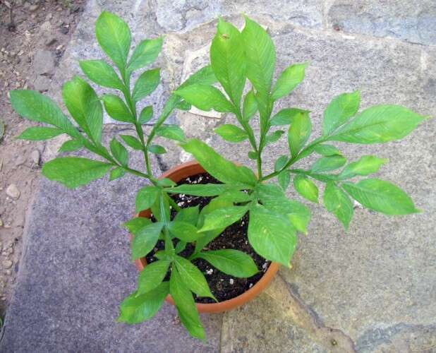 Image of amorphophallus