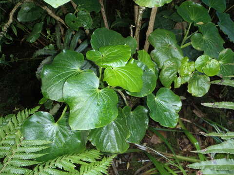 Image of Macropiper hooglandii I. Hutton & P. S. Green