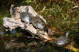 Image of Cooter Turtles