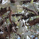 Image of Eucalyptus shirleyi Maiden