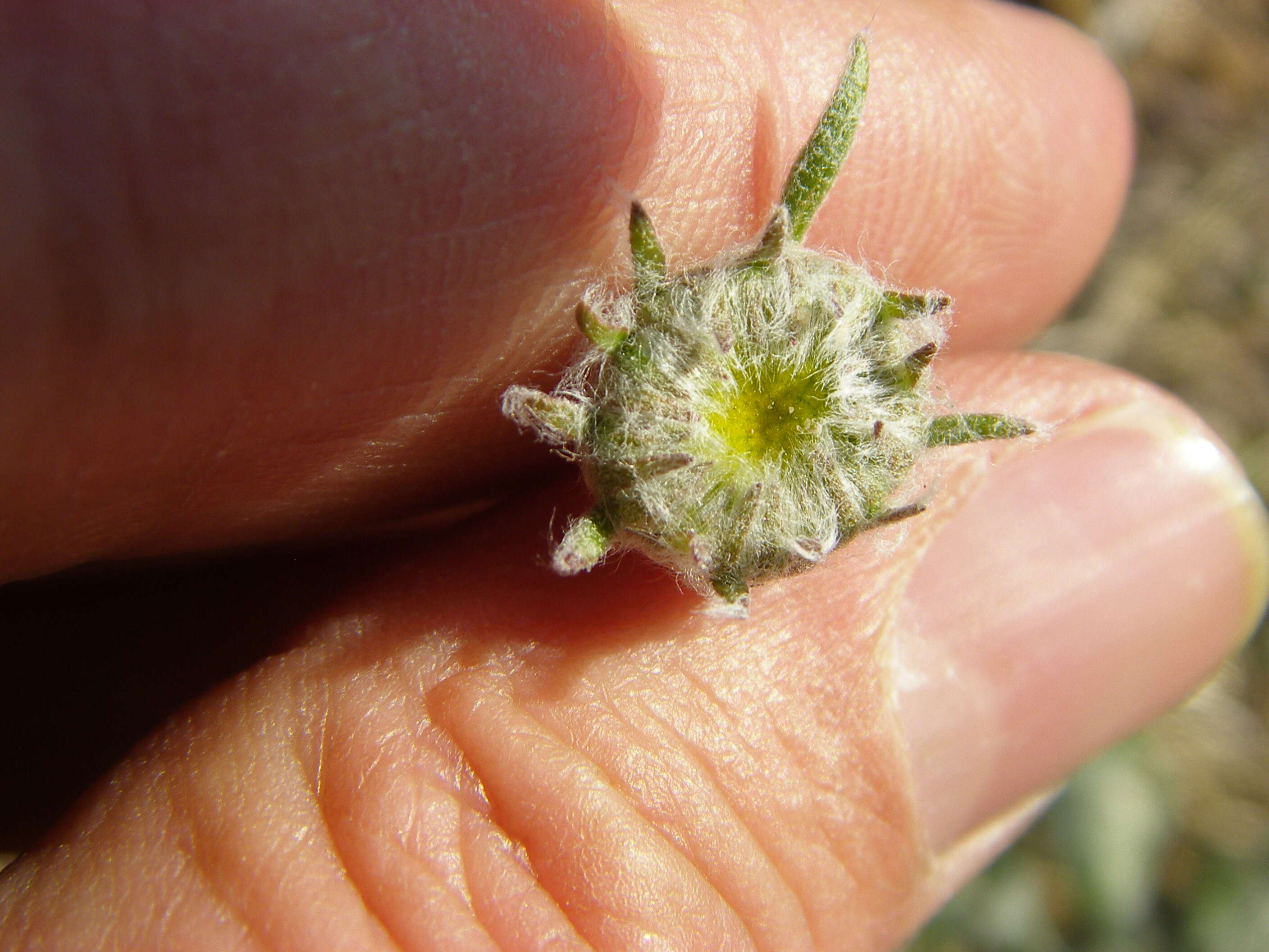 Image of desert marigold