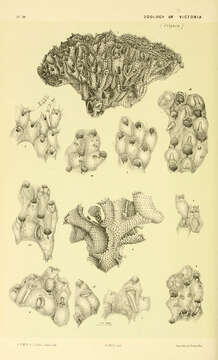 Image of Celleporoidea Johnston 1838