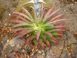 Image of Palmer's century plant