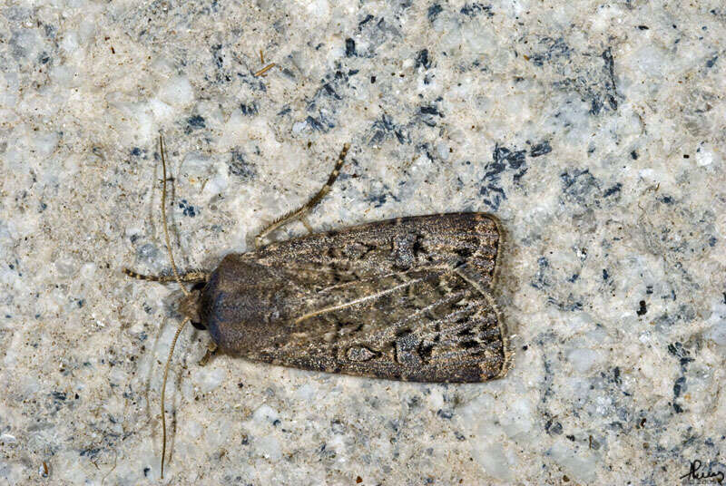 Image of Agrotis crassa Hübner