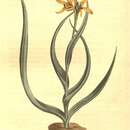Sivun Baeometra uniflora (Jacq.) G. J. Lewis kuva
