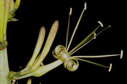 Image of Sansevieria downsii Chahin.