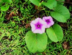 Image of morning-glory