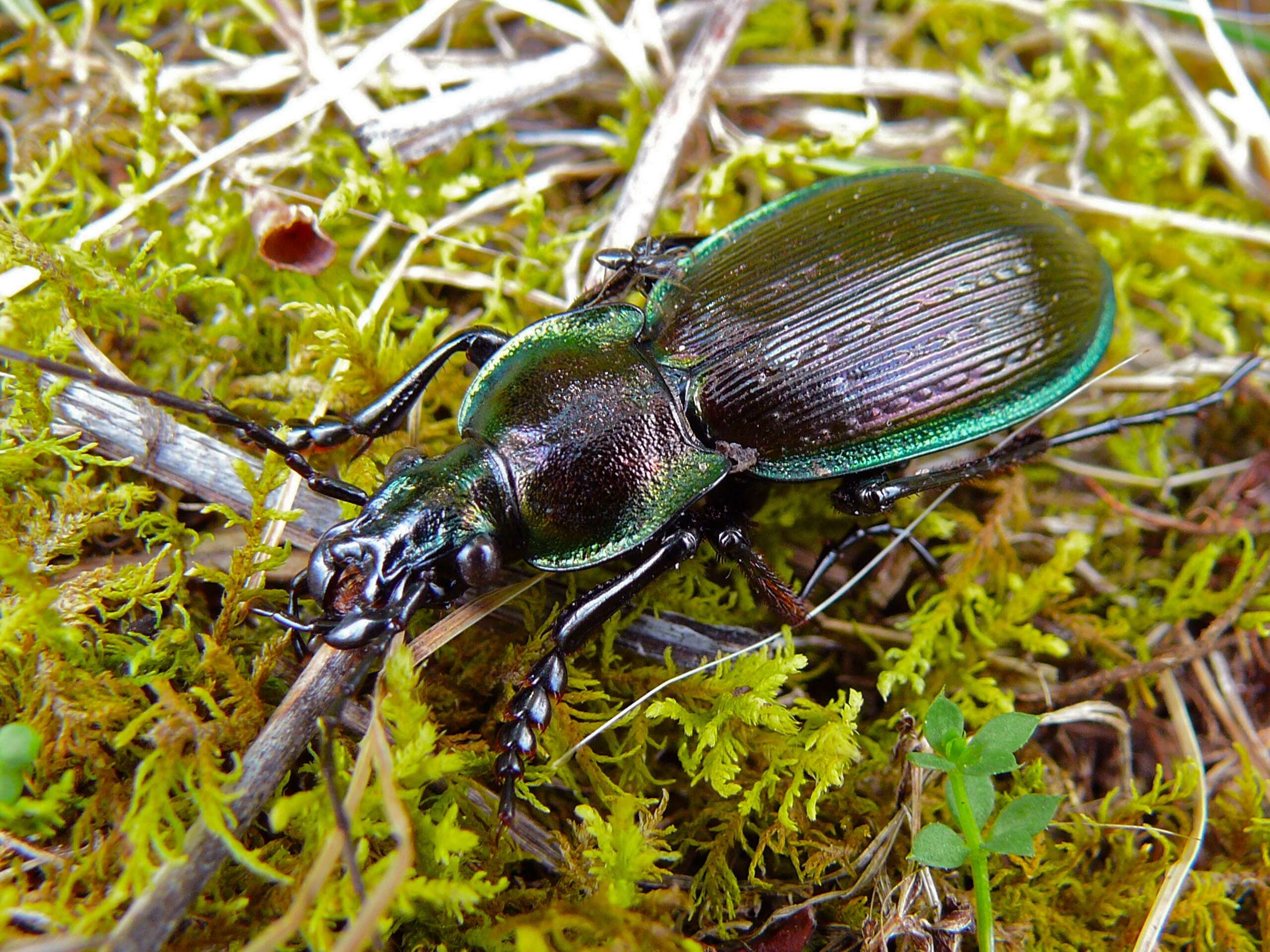 Слика од Carabus