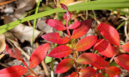 Image of sumac