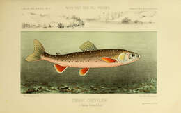 Image of Salvelinus