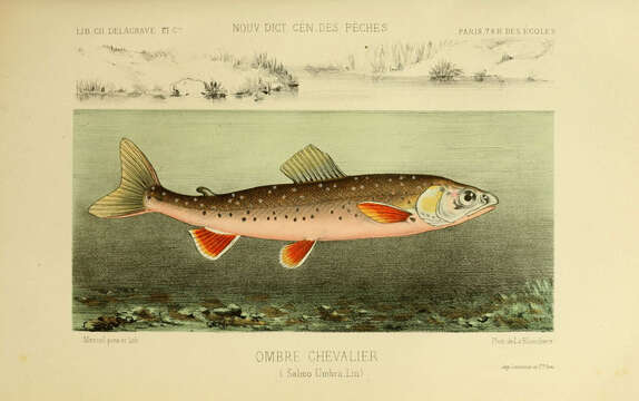 Слика од Salvelinus