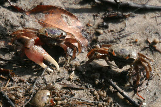 Image of Atlantic sand fiddler