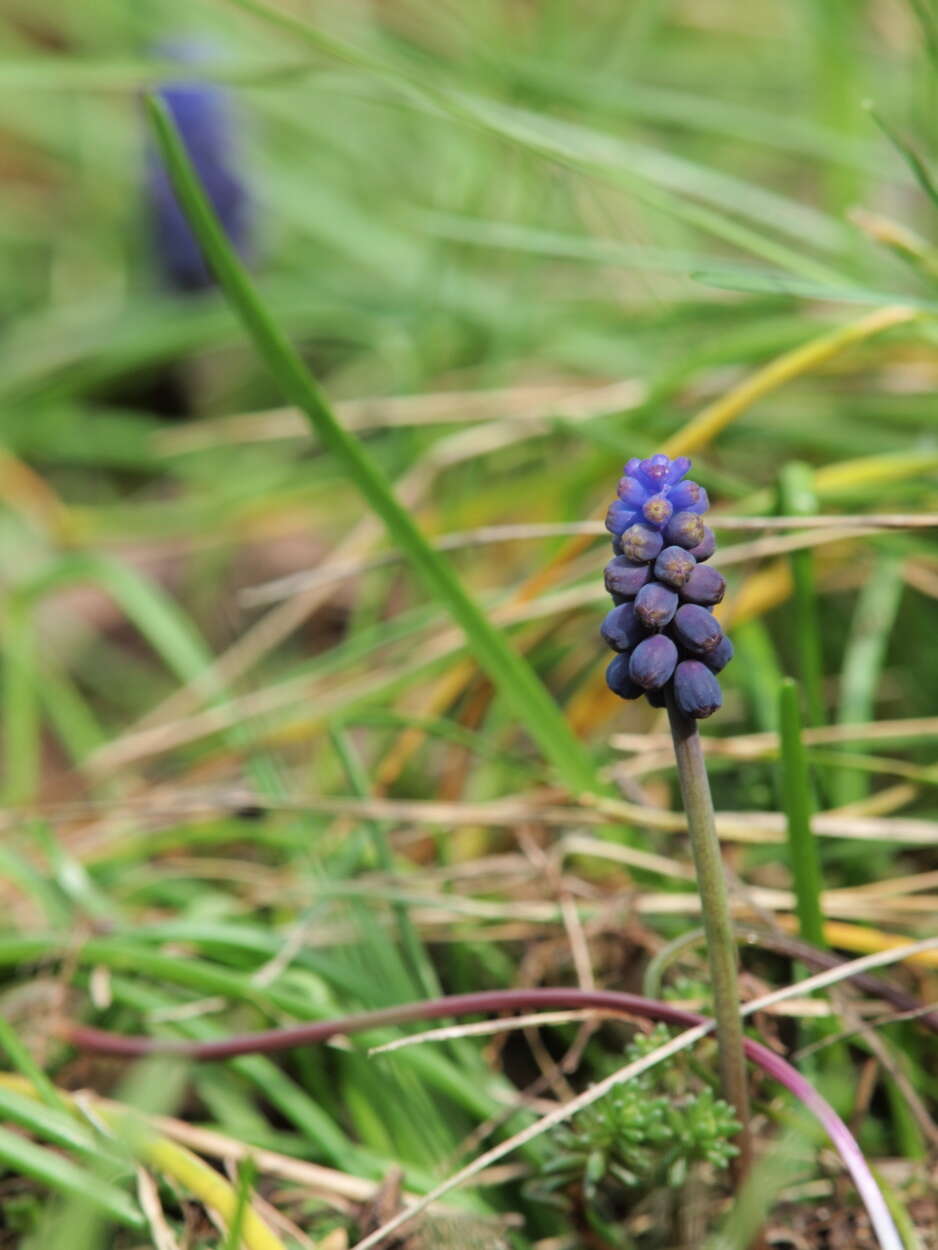 Image of starch grape hyacinth