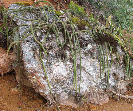 Image of Cactaceae