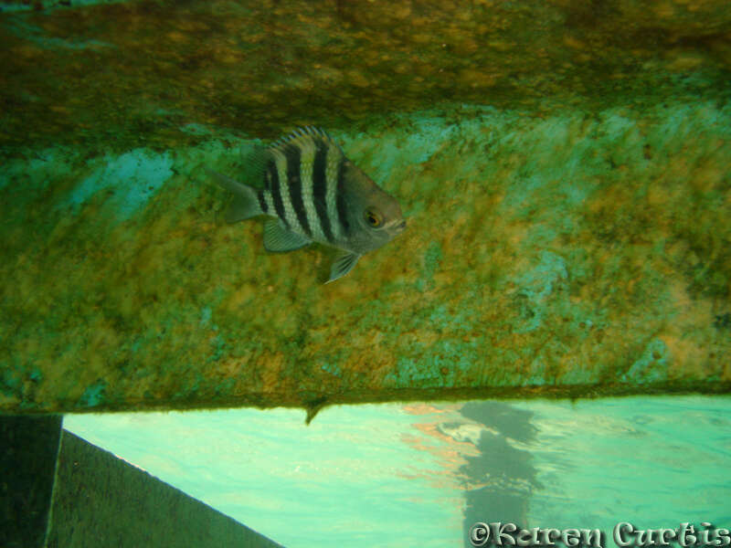 Image of Sergeant Fish