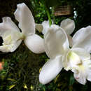 Image of (Walker's Cattleya