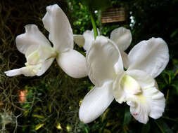 Image of (Walker's Cattleya