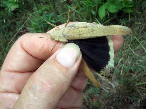 Image of Carolina Grasshopper