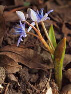 Image of Scilla vindobonensis Speta