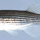 Image of Lined Topminnow