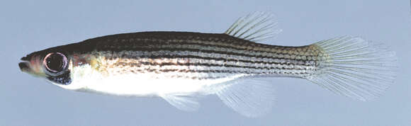 Image of Lined Topminnow