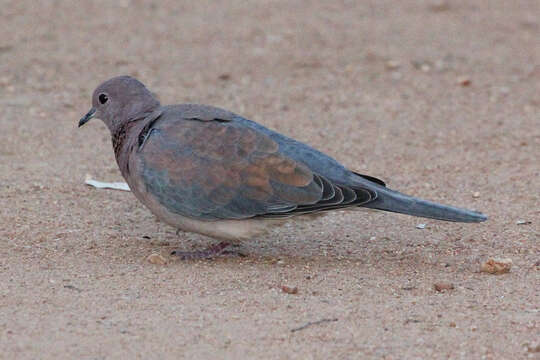 Image of laughing dove