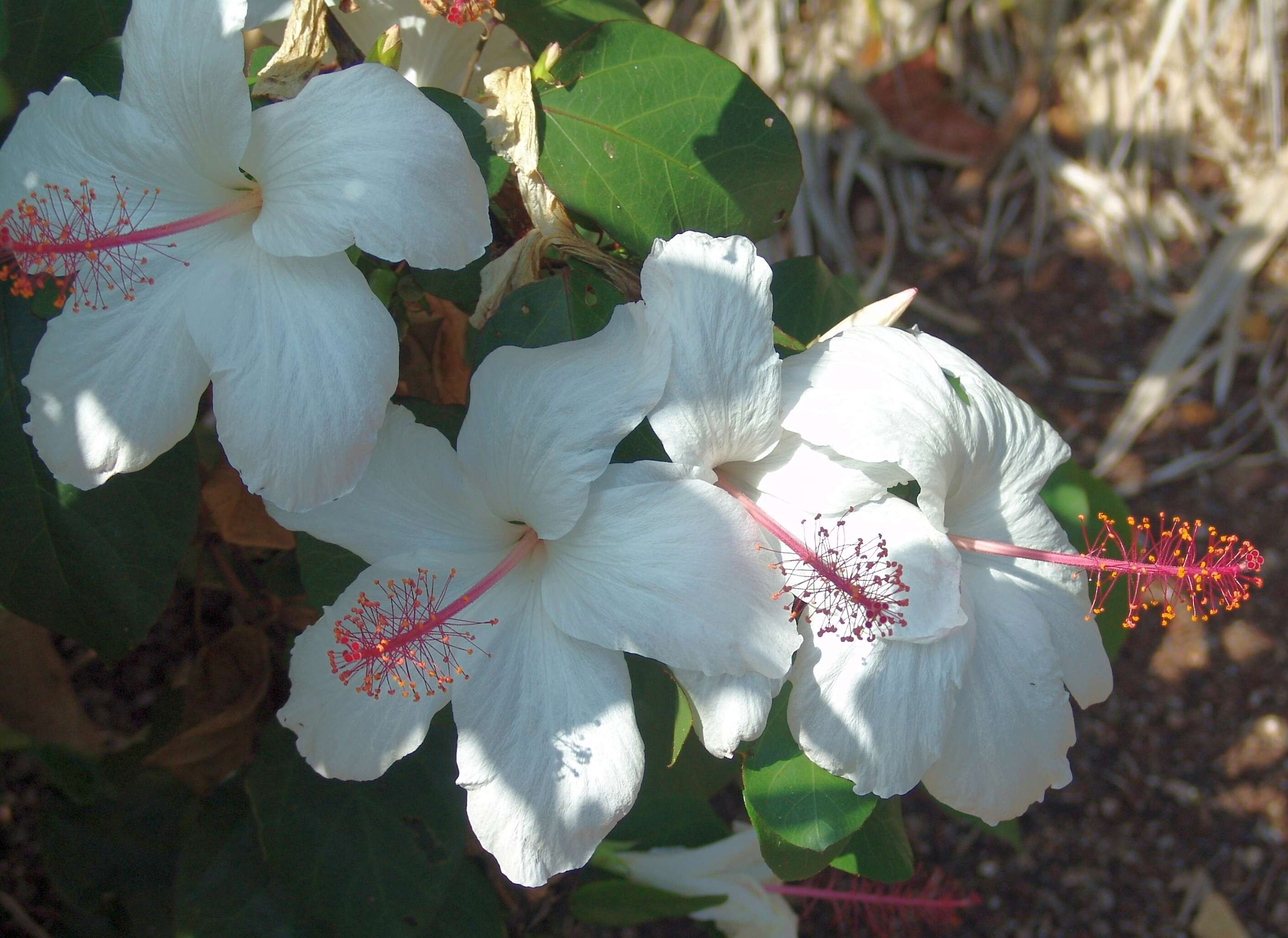 Image of China rose