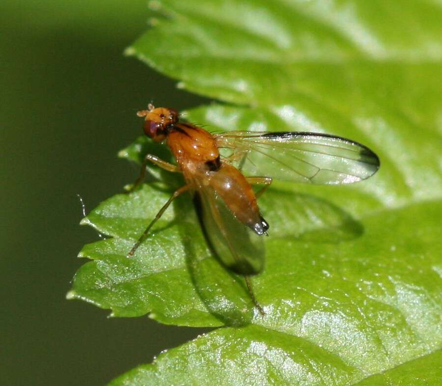 Image of flutter flies