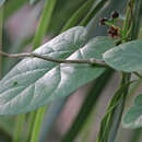 Image of Angular-Fruit Anglepod