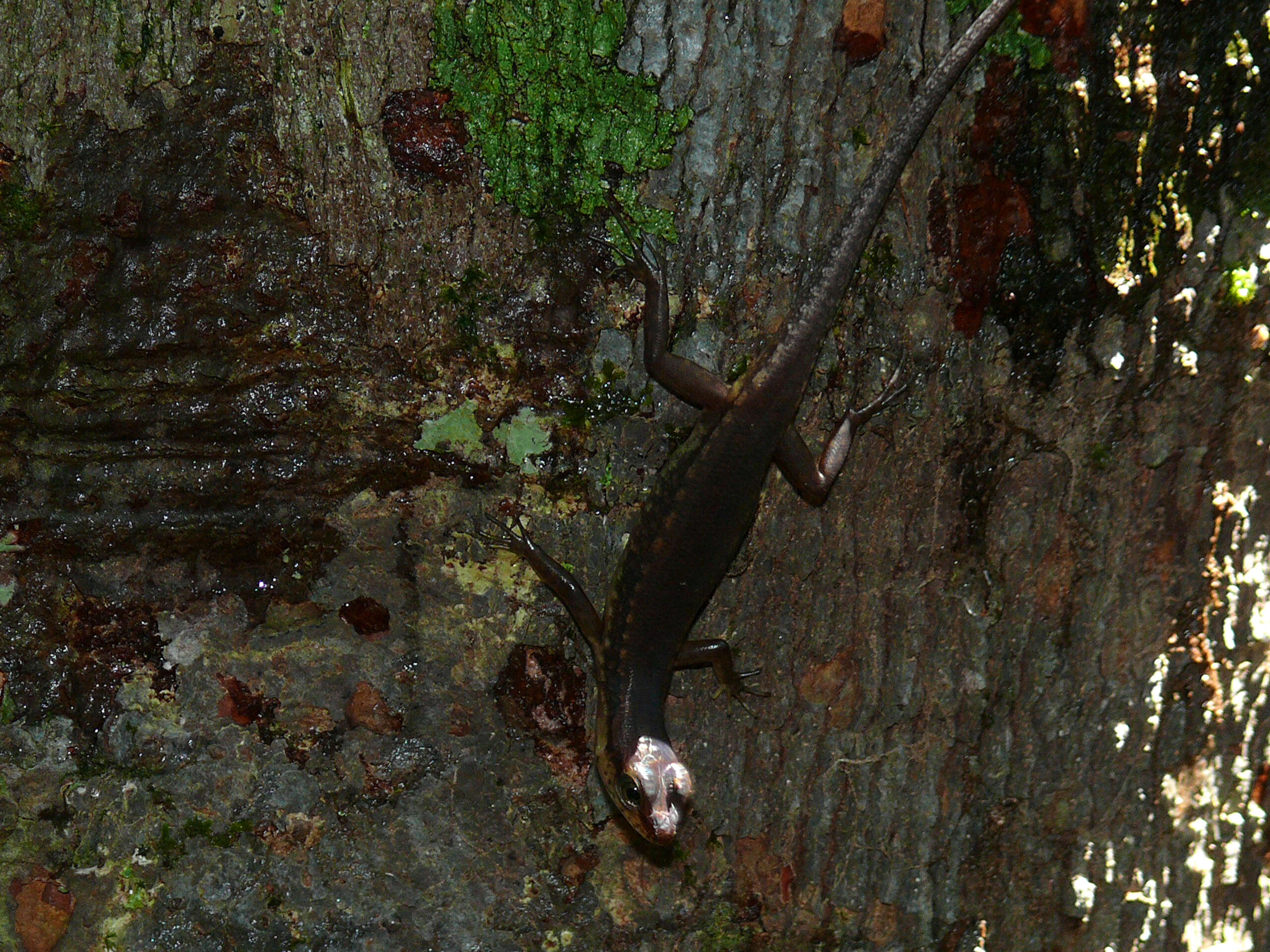 Sphenomorphus cyanolaemus Inger & Hosmer 1965 resmi