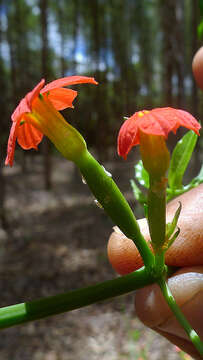 Image of pygmymelon