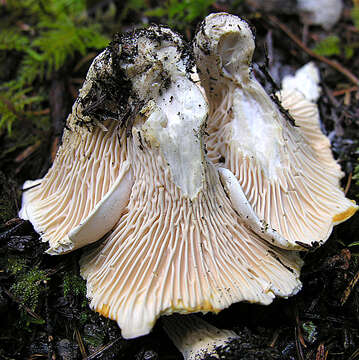 Image of Cantharellus subalbidus A. H. Sm. & Morse 1947