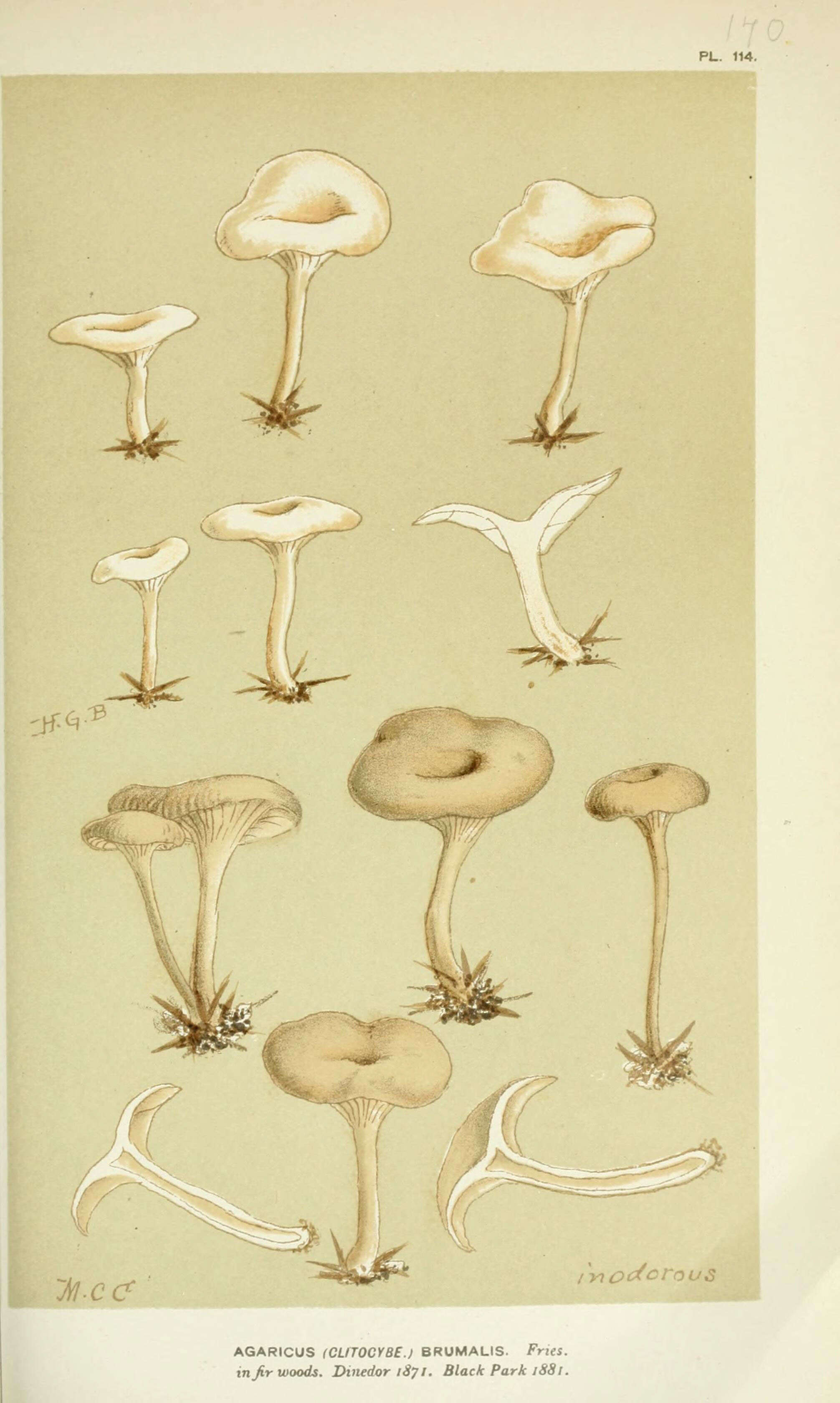 Image of Clitocybe brumalis (Fr.) Quél. 1872