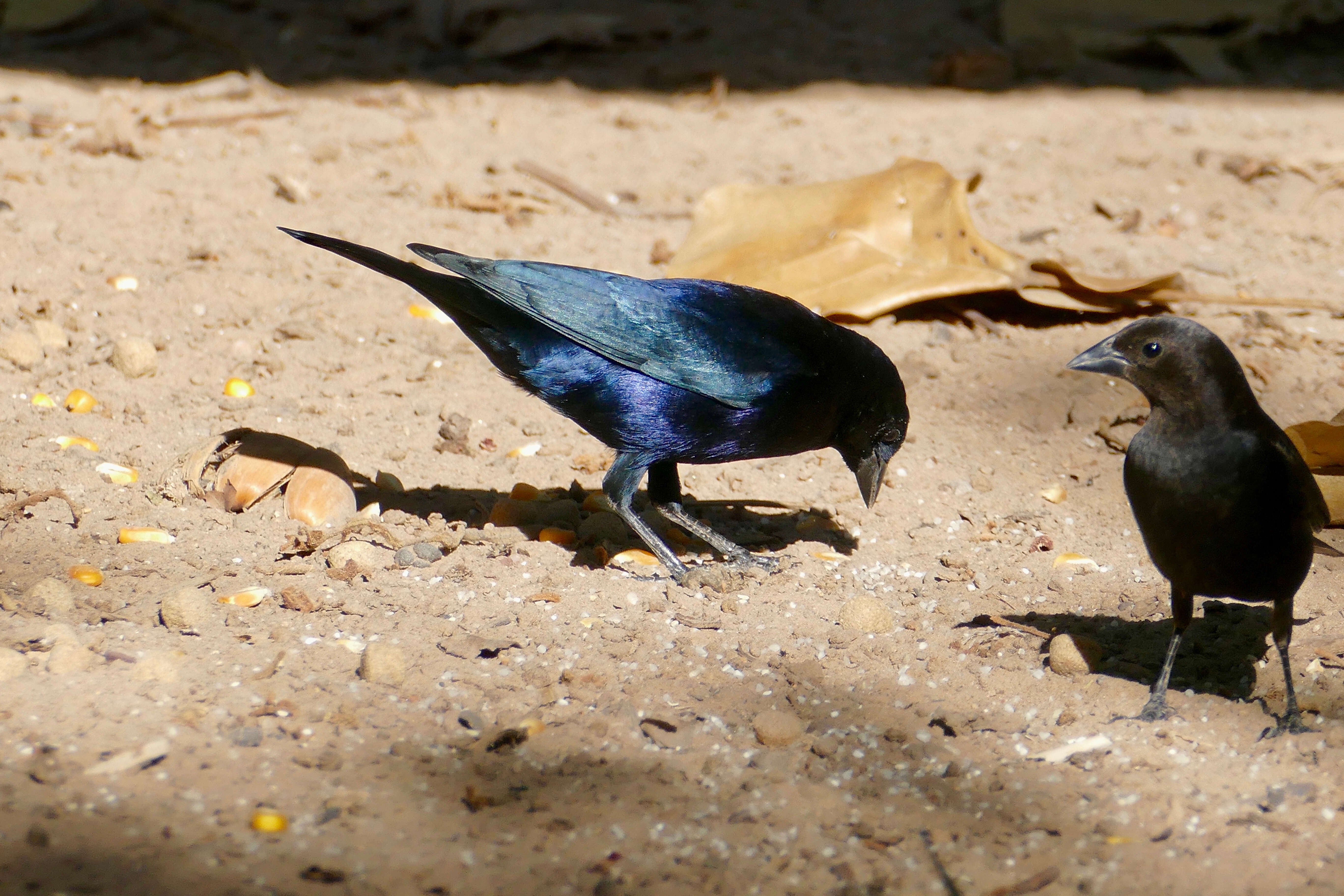 Image of Cowbird