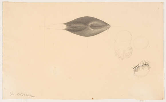 Image of Spisula Gray 1837