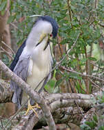 Image of Night Herons