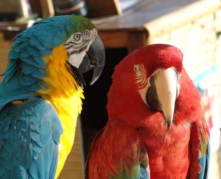 Image of Blue-and-yellow Macaw