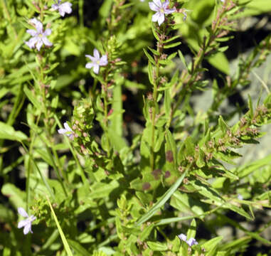 Image of winged lythrum