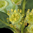 Image of Catalina Island mountain mahogany