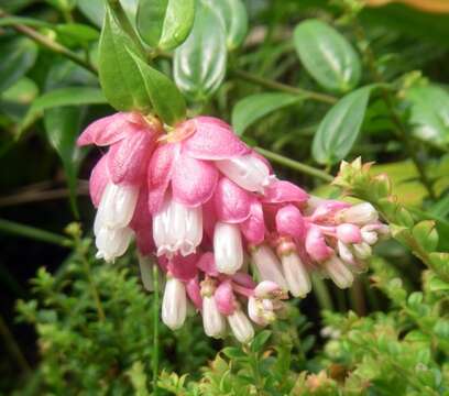 Imagem de Cavendishia bracteata (Ruiz & Pav. ex A. St. Hilaire) Hørold