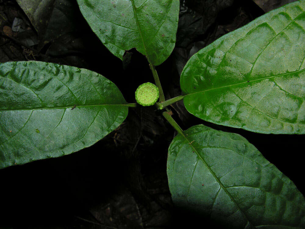 Image of Dorstenia choconiana S. Wats.