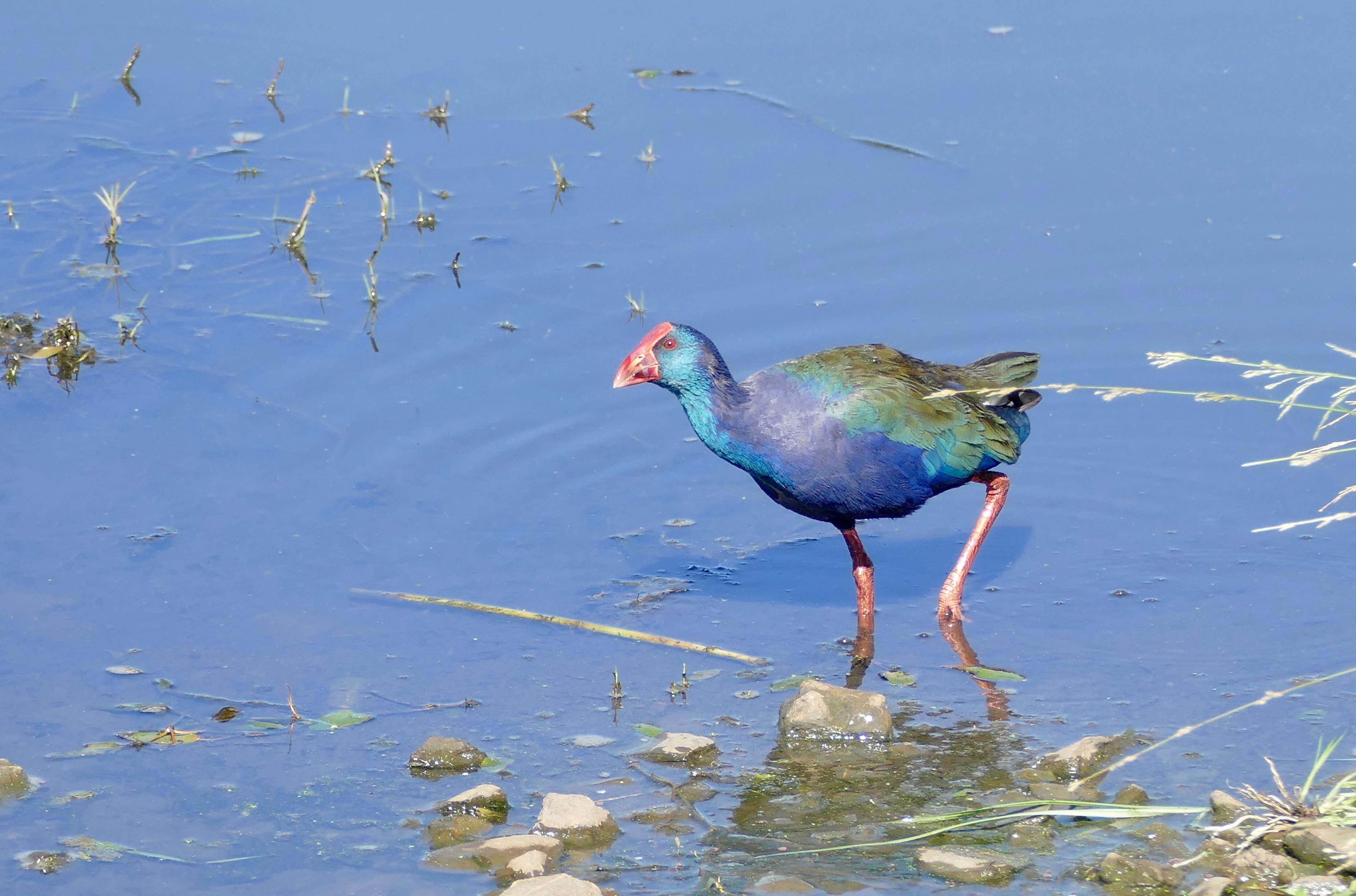 Image of Swamphen