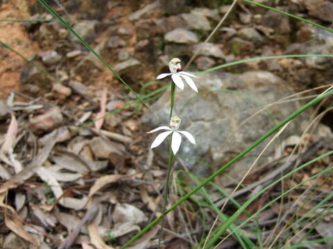 Caladenia ustulata (D. L. Jones) G. N. Backh.的圖片